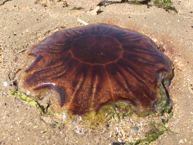 Connection to Nature: The trauma of being a jellyfish