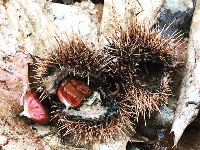 Connection to Nature: Exploring Anxiety in Autumn