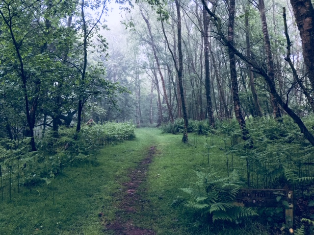 Meditation: Mindful Walking in Nature