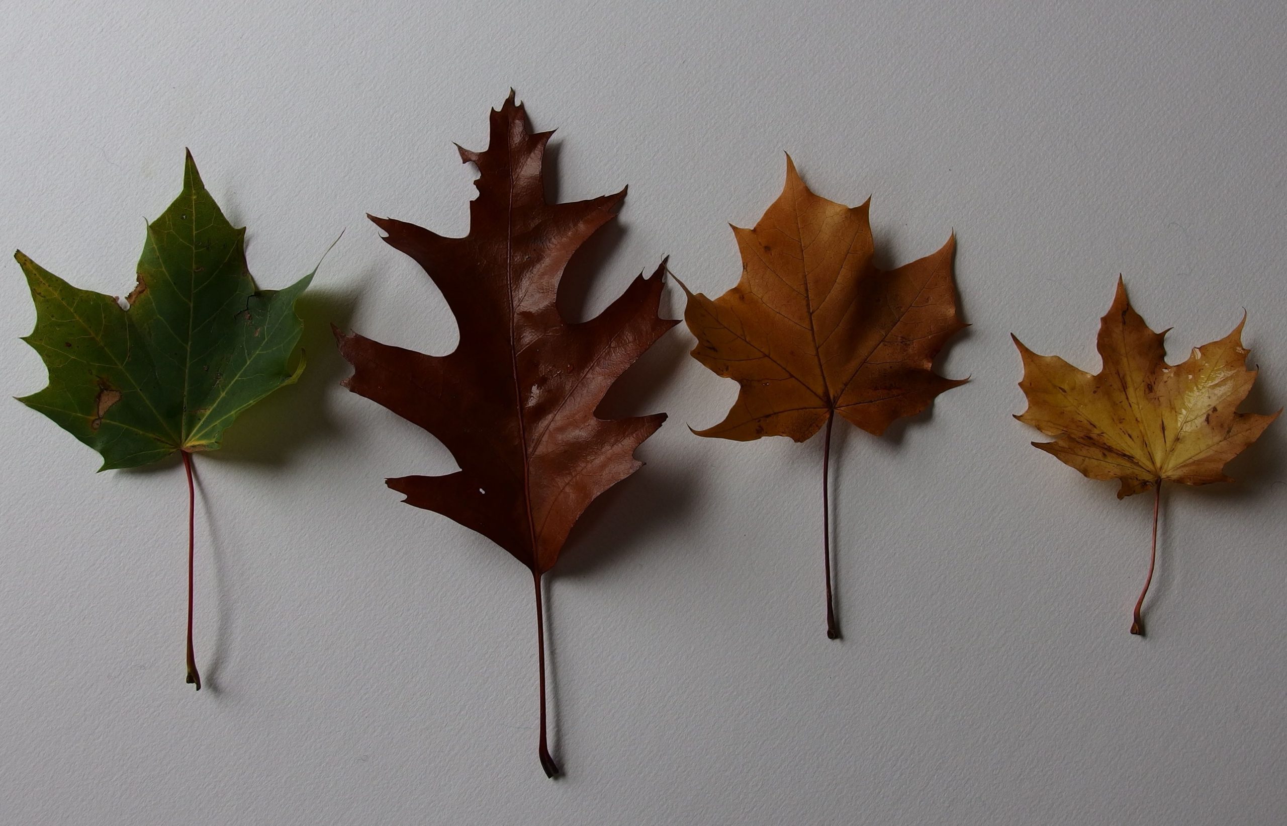 Meditation: The Mindful Leaf